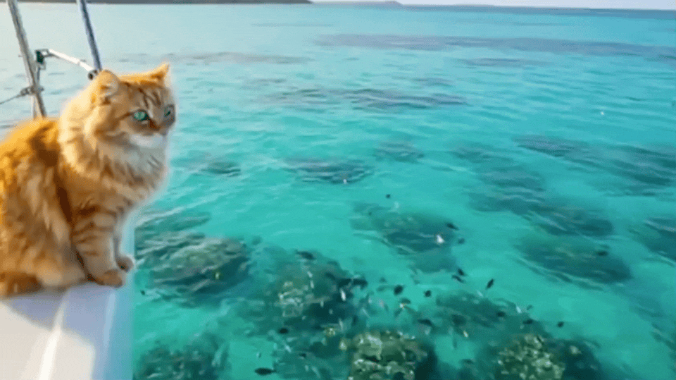 发布不到 1 天就翻车?Google 这个免费 AI 编程产品,不是又一个换皮 Claude