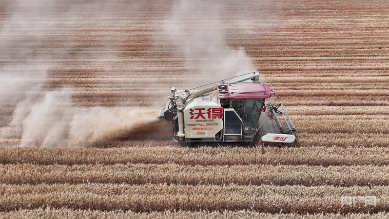 收割机正在麦田里来回穿梭,收割金黄饱满的冬小麦 (央广网发 孙季鸿 摄)