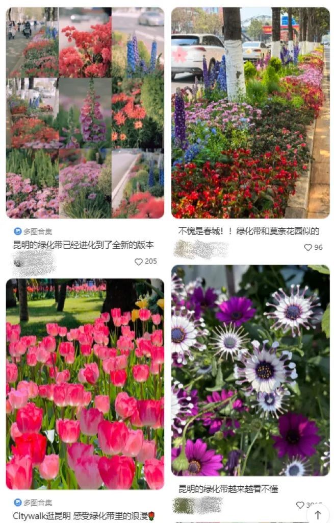 昆明绿化带里多的是叫不上名字的好看花儿。（图/小红书）