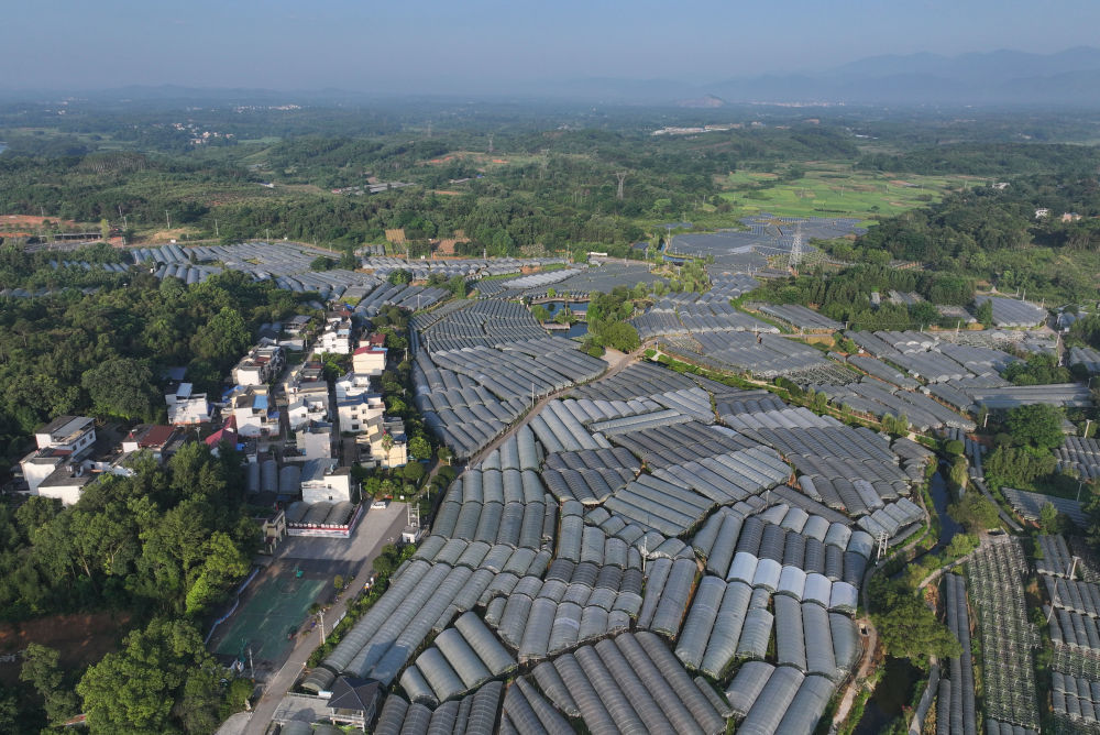 这是8月11日拍摄的广西桂林全州县才湾镇毛竹山村葡萄园（无东说念主机像片）。新华社记者 黄孝邦 摄