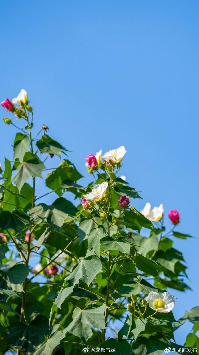 【#成都芙蓉进入最佳观赏期#！送你一片美景】进入秋天后，枝头上的热闹
