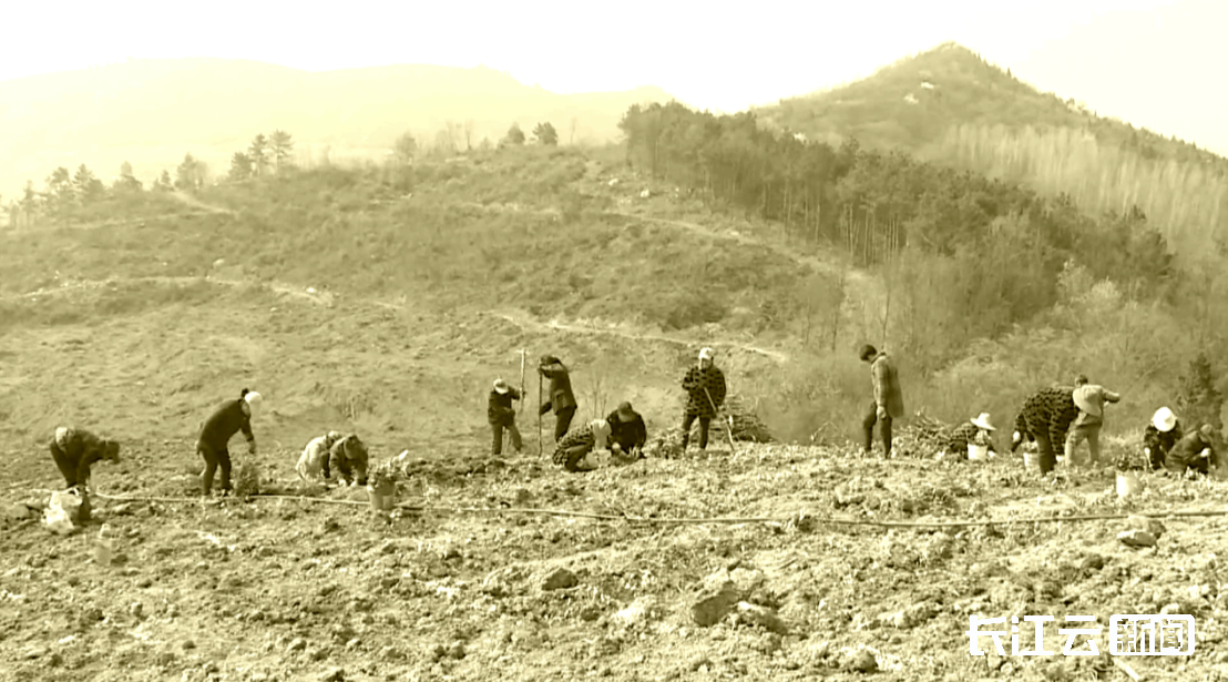 (堰河村90年代种树场景)