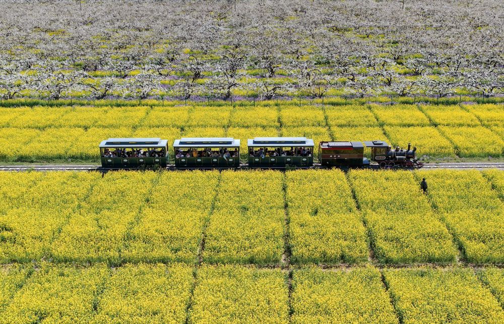 4月6日，游客乘观光小火车从河北省晋州市周家庄乡第九生产队梨园旁经过（无人机照片）。新华社记者 杨世尧 摄