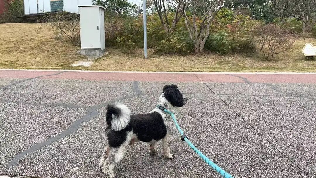 居民自发拴绳文明养犬