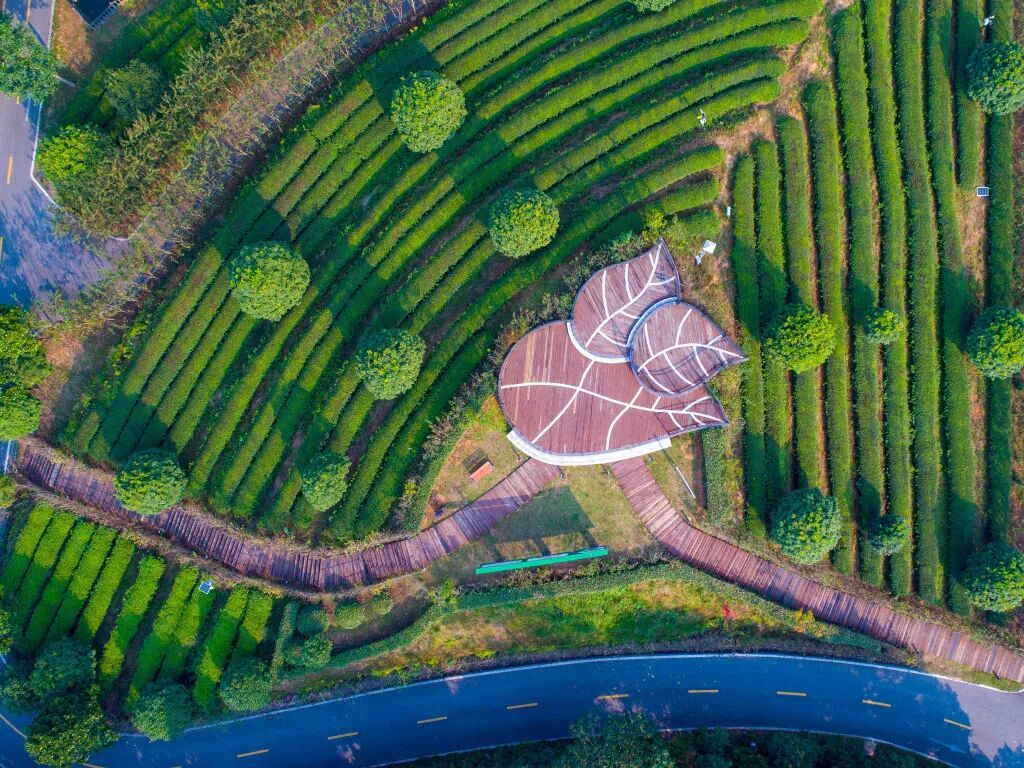 湘丰茶业庄园.jpg