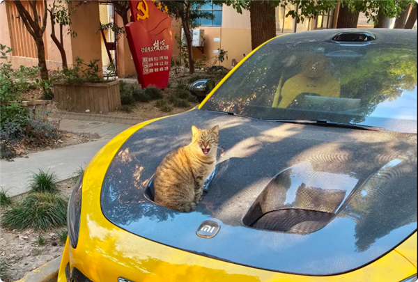 小米SU7 Ultra双风洞被2只猫霸占 网友戏称60万内最好的猫窝