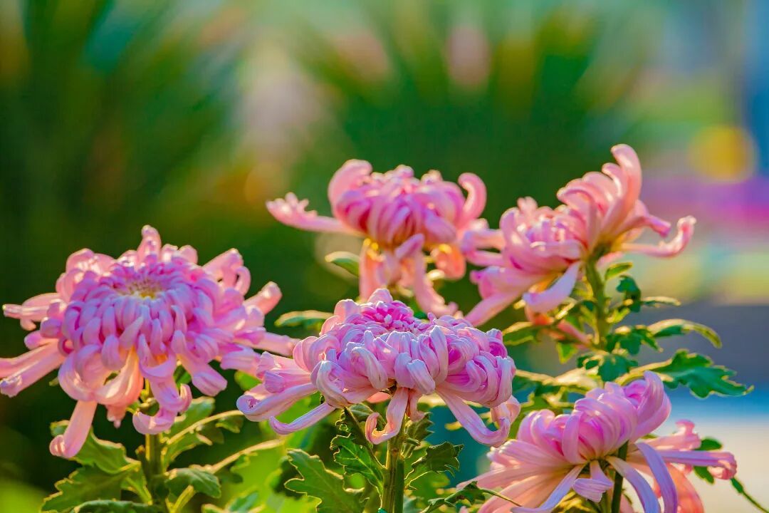 摄图网_501390661_重阳节菊花_(企业商用).jpg