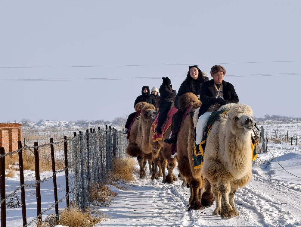 1月29日,台湾青年在新疆体验骑骆驼。新华社记者 贺小童 摄