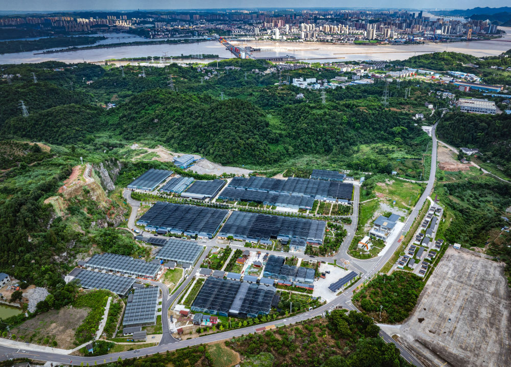 这是湖北省宜昌市点军区牛扎坪村花木城（2024年7月30日摄，无人机照片）。位于宜昌市点军区的牛扎坪村，曾是建设葛洲坝工程时大江截流采石处。近年来，该村因地制宜发展花卉苗木产业，将花木经济与农耕体验、山地户外等业态进行融合，带动周边农民实现致富增收，助力乡村振兴。