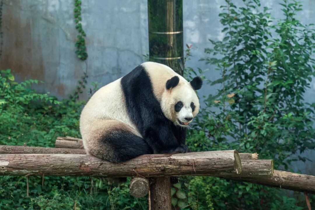 摄图网_700140430_南京红山动物园的憨态大熊_(企业商用) (1).jpg