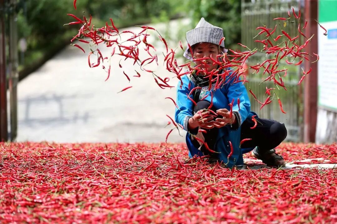 贵州辣椒被不少人认为是老干妈品质的“试金石”/图源:视觉中国