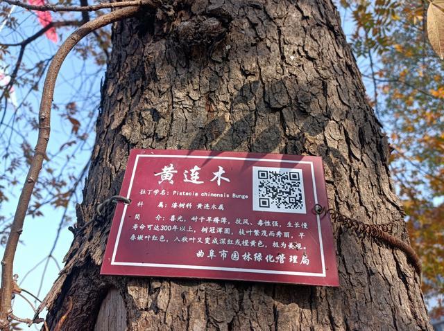 黄连木