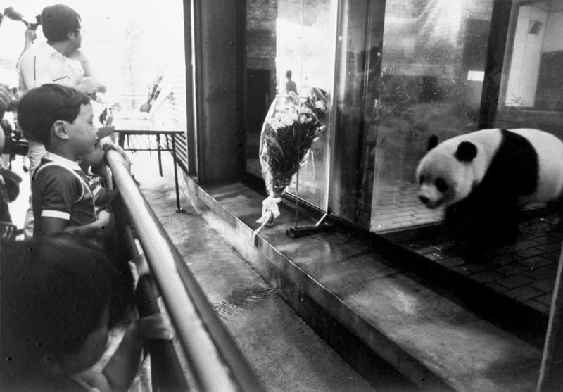 1980年,日本儿童给“兰兰”熊猫馆献上一束花,呆呆地观看孤独的“康康”。此前“兰兰”离世令孩子们痛惜,他们期盼新伙伴。新华社 图