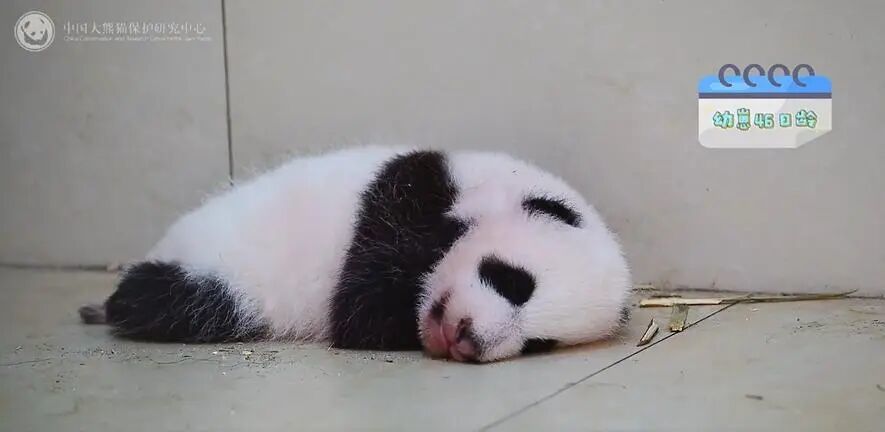 苏锦崽出生46日 图/中国大熊猫保护研究中心