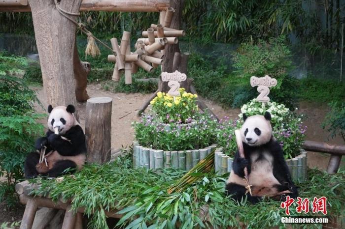 2025年7月7日，在韩国诞生的雌性大熊猫双胞胎“睿宝”和“辉宝”迎来两周岁生日。位于韩国龙仁的爱宝乐园为它们举办庆生活动。图为大熊猫“睿宝”(左)和“辉宝”在生日会上。