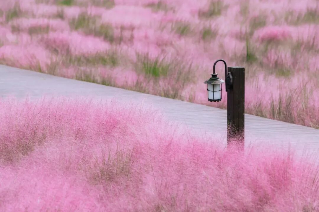 摄图网_501799998_秋天浪漫的粉黛乱子草_(企业商用).jpg