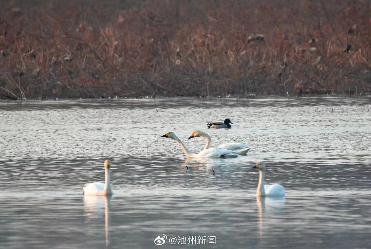 【“贵客” 即将抵达池州！】芦荻摇曳，秋水澄澈。霜降之后，平天湖国家