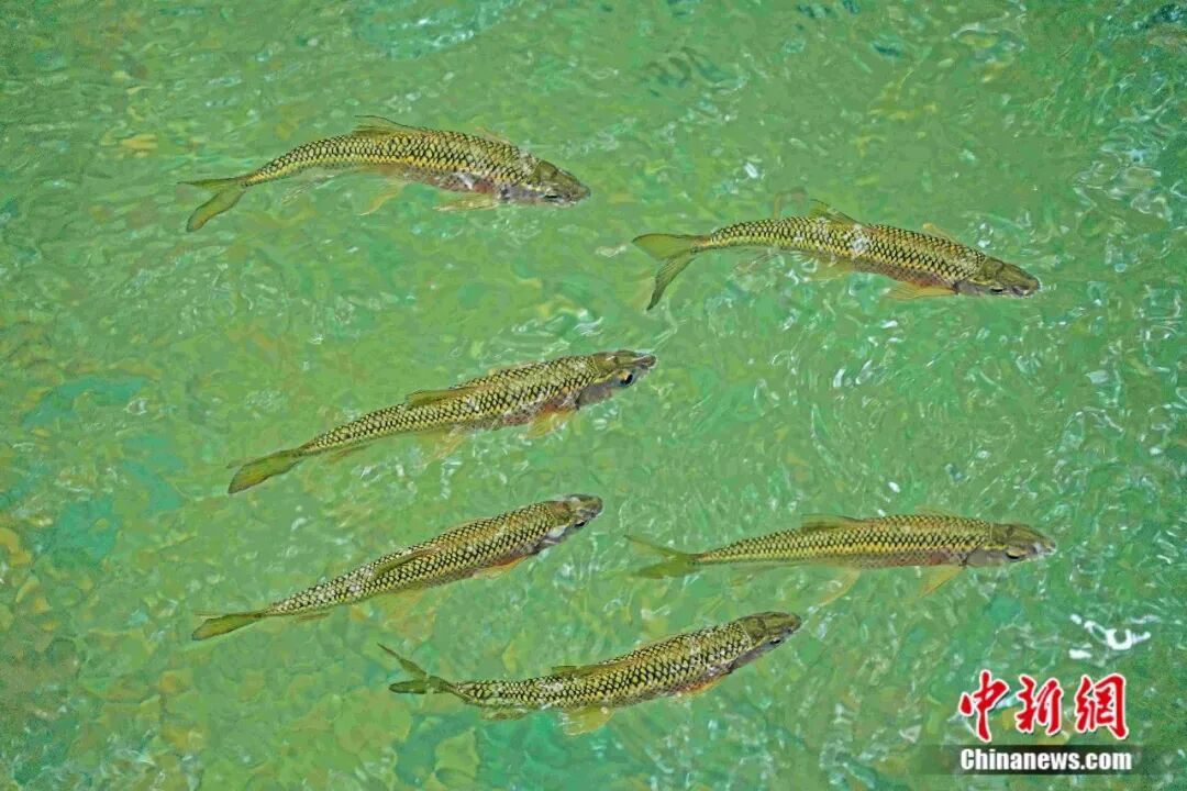 多鳞白甲鱼。李风 摄