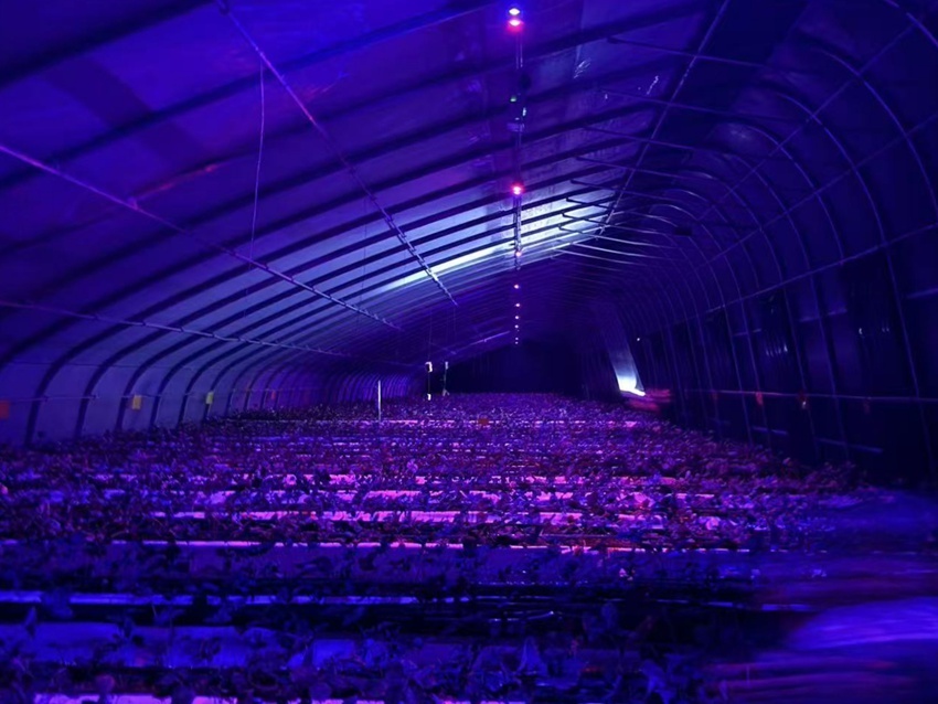长光吉芯的草莓辐照项目。长光吉芯供图