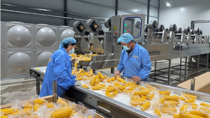 乌拉特前旗鲜食糯玉米全自动化生产线(央广网发 谢佳卉 摄)