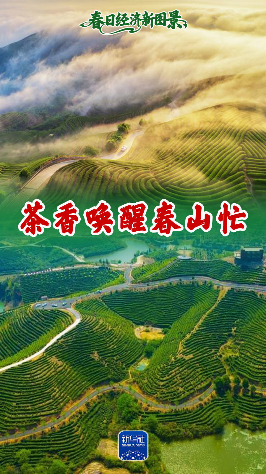 春日经济新图景|茶香唤醒春山忙