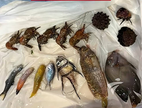 排插断电观赏鱼死亡 来自粤TV.jpg