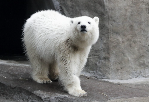 莫斯科动物园中的北极熊 图/视频截图