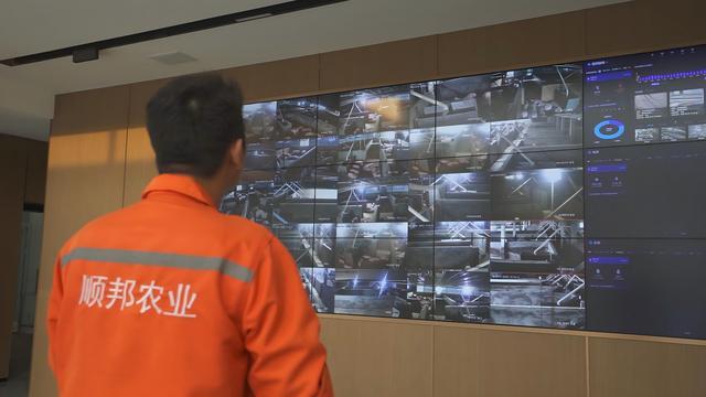 顺邦牧业搭建起智慧养殖系统。/企业供图