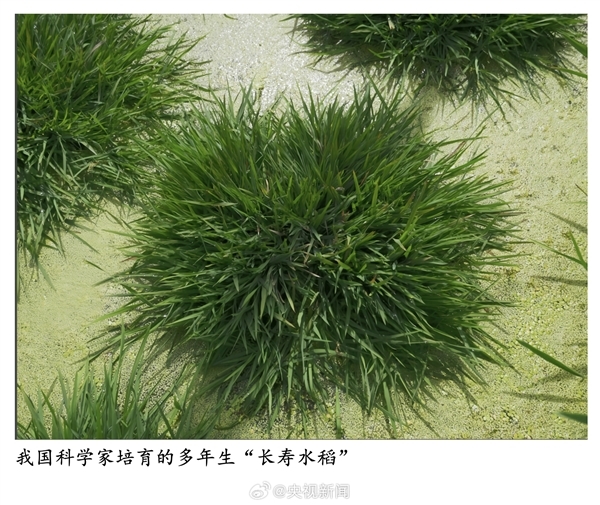 种一次能连续收割!我国科学家培育出多年生“长寿水稻”