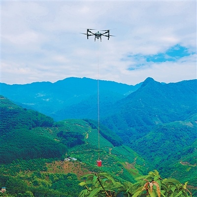 云南红河哈尼族彝族自治州河口瑶族自治县老范寨乡无人机正在运送芒果。老范寨乡老挝籍居民 李 丽摄
