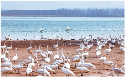 在山西运城市平陆三湾大天鹅景区栖息的白天鹅。