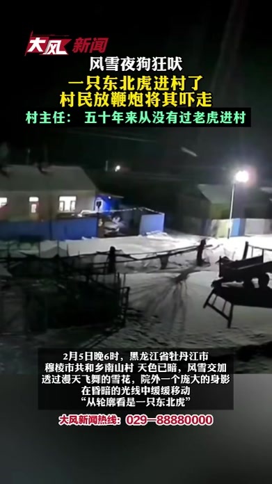 风雪夜狗狂吠，一只东北虎进村了，村民放鞭炮将其吓走；村主任：五十年来从没有过老虎进村
