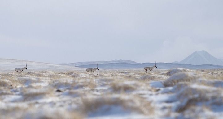 唐古拉山腹地的藏羚羊。新华每日电讯记者 普布次仁 摄