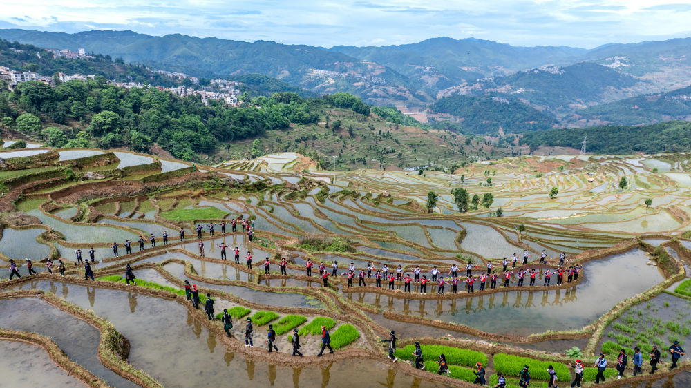 2025年5月2日,在云南省红河县甲寅村“开秧门”仪式上,村民身着民族服饰,沿着田埂踏歌而行(无人机照片)。新华社记者 胡超 摄
