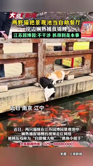 两野猫把景观池当自助餐厅 岸边娴熟捕食锦鲤 江苏园博园：不干涉 抓得到是本事