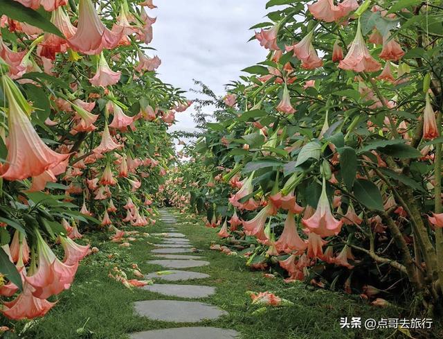 曼陀罗花