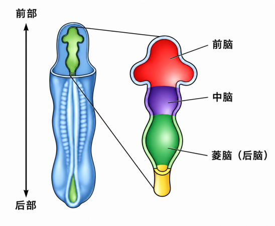 科学家研究多年倏得发现：东谈主类大脑可能是“组装”出来的！