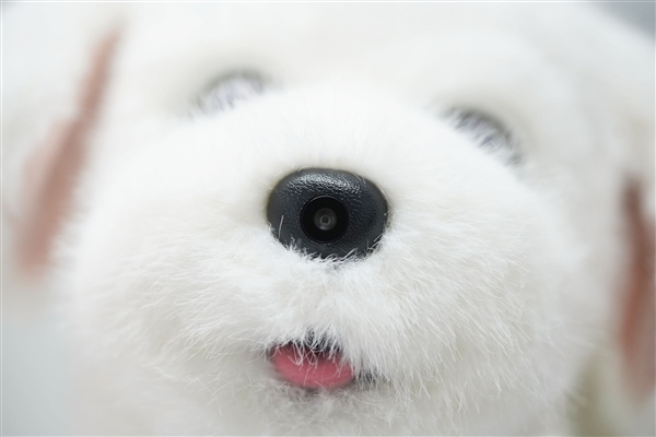 会撒娇能成长!科沃斯毛团陪伴机器人图赏