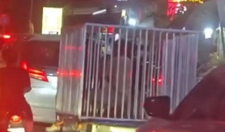 ▲“狗笼运活人”视频截图