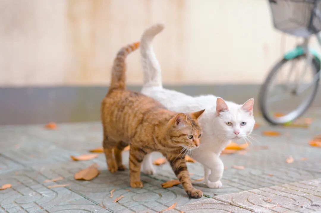 街道上的流浪猫 图/图虫创意