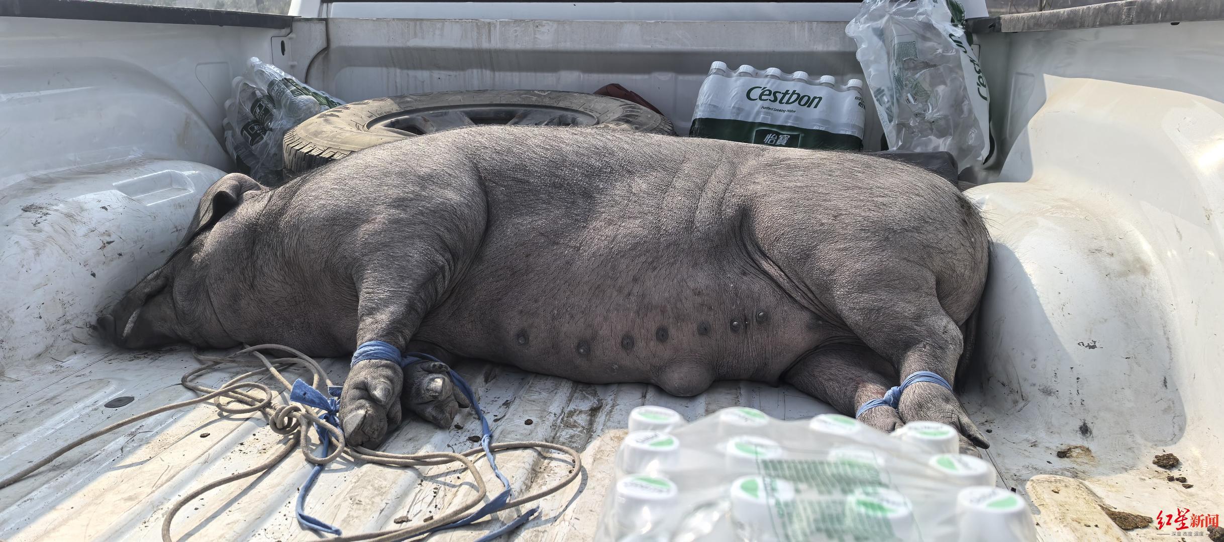 ▲网友从攀枝花送来的黑猪