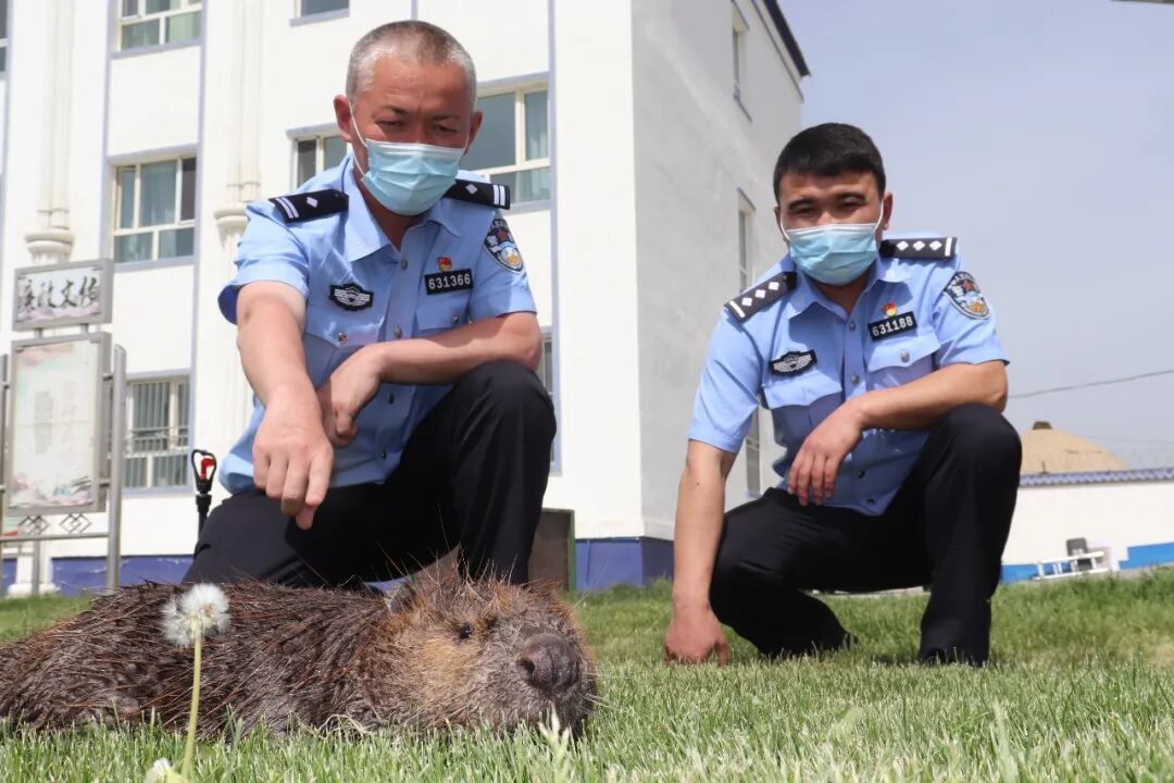 2022年,新疆阿勒泰民警救助野生河狸 图/中新社发 王友波摄