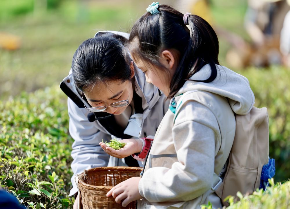4月1日,来自合肥市的学生在黄山市徽州区谢裕大茶博园体验采茶。新华社发(施亚磊 摄)