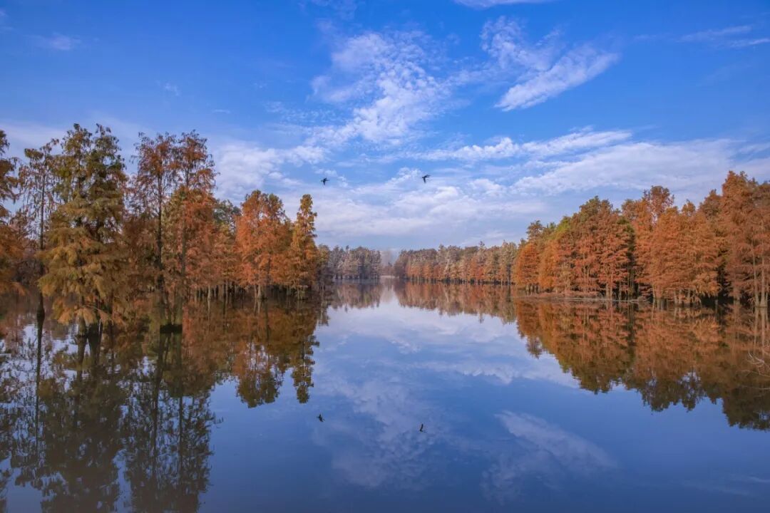池杉湖5.jpg