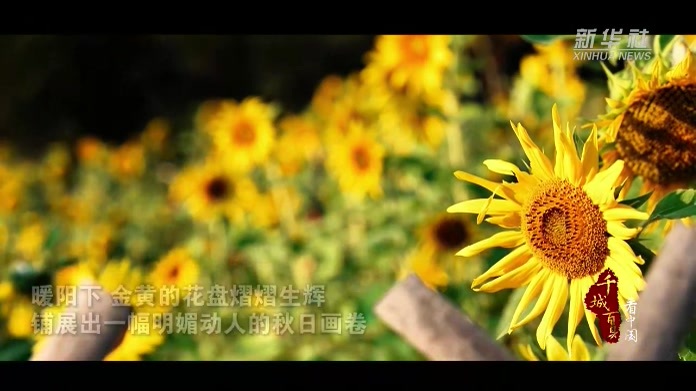 千城百县看中国｜湖南双清：葵花向阳开 金秋绽芳华