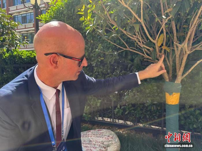 4月11日，美国艾奥瓦州马斯卡廷中国友好委员会主席丹&middot;斯泰恩在石家庄外国语学校友谊林里看望2024年亲手栽种的桂花树。　周昕 摄