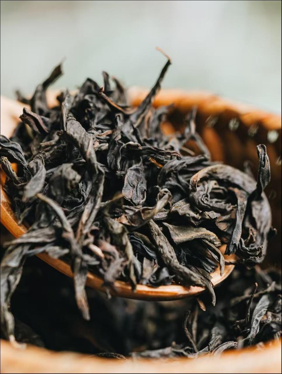 图为喜茶定制的白芽奇兰茶底