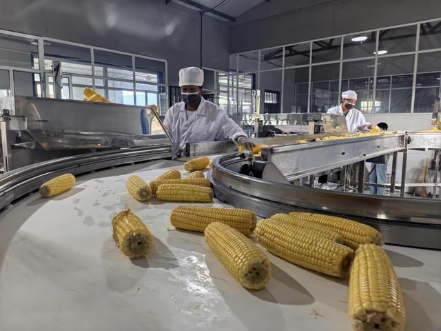 公主陵牧场鲜食玉米加工