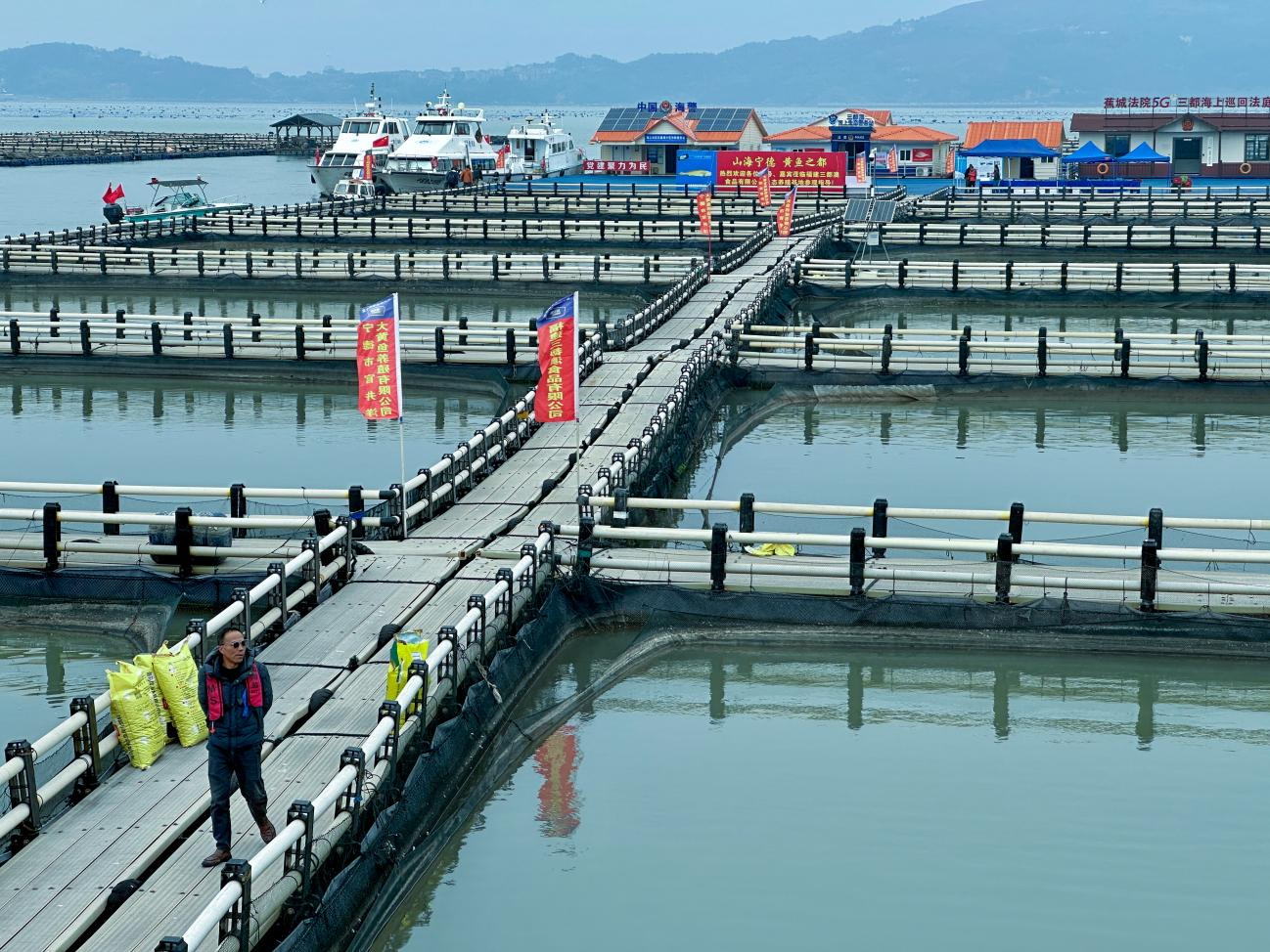 耕海牧渔白基湾:一条大黄鱼的竞速之旅