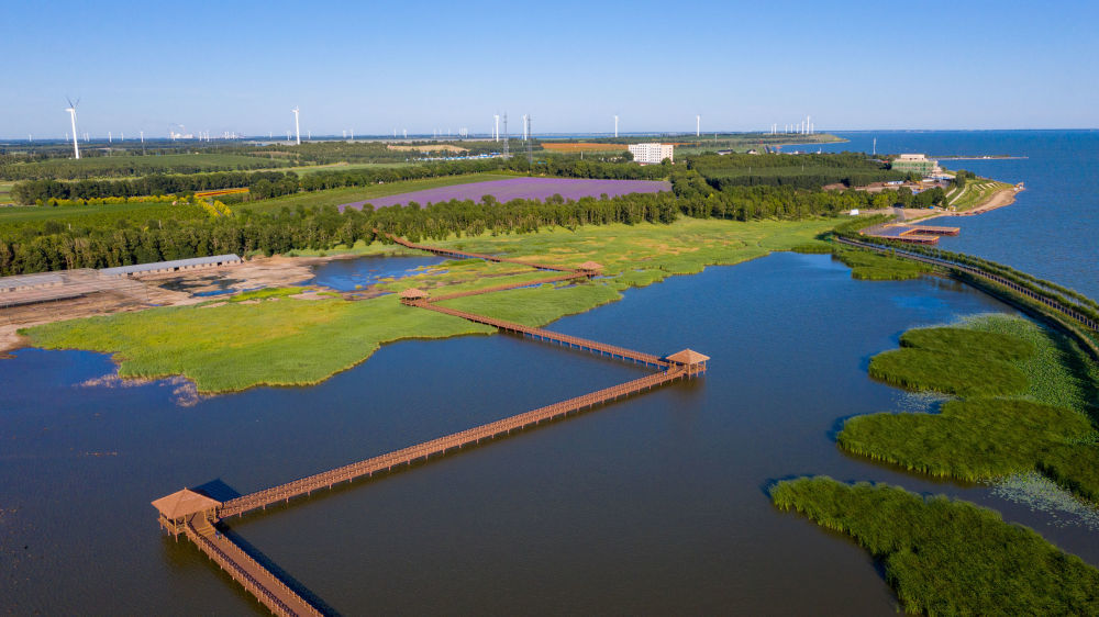 2020年7月20日拍摄的查干湖湿地。查干湖通过一系列工程性、生物性和管理性措施，不断扩大湿地面积，维护湿地生态平衡。截至2025年2月，查干湖实施湿地保护与恢复等项目24个，通过河道治理、引水灌溉、生态修复等工程，调配利用洪水资源和灌溉回归水，实现“松花江—查干湖—嫩江”水体连通和动态循环。